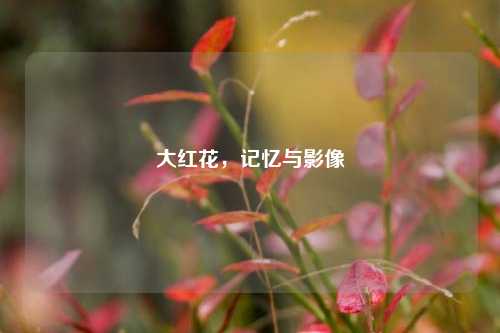 大红花,记忆与影像