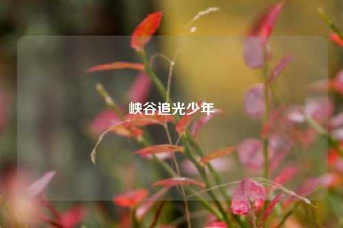 峡谷追光少年