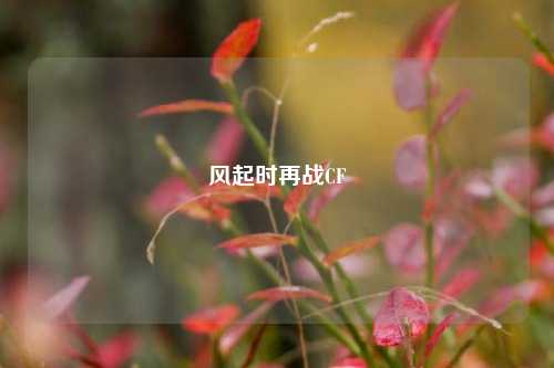 风起时再战CF