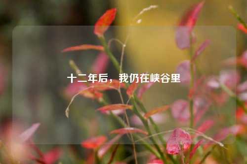十二年后,我仍在峡谷里